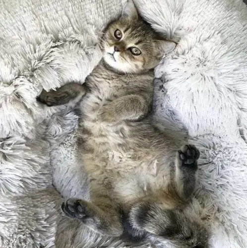 Космати лежанка за куче, сива 22759