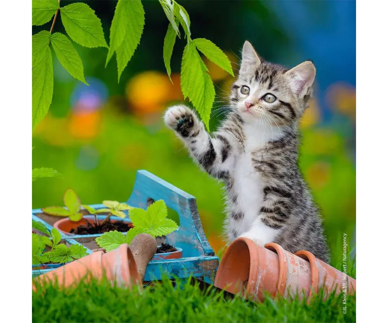 Пъзел Ravensburger 08046 Котета, 3 х 49 части