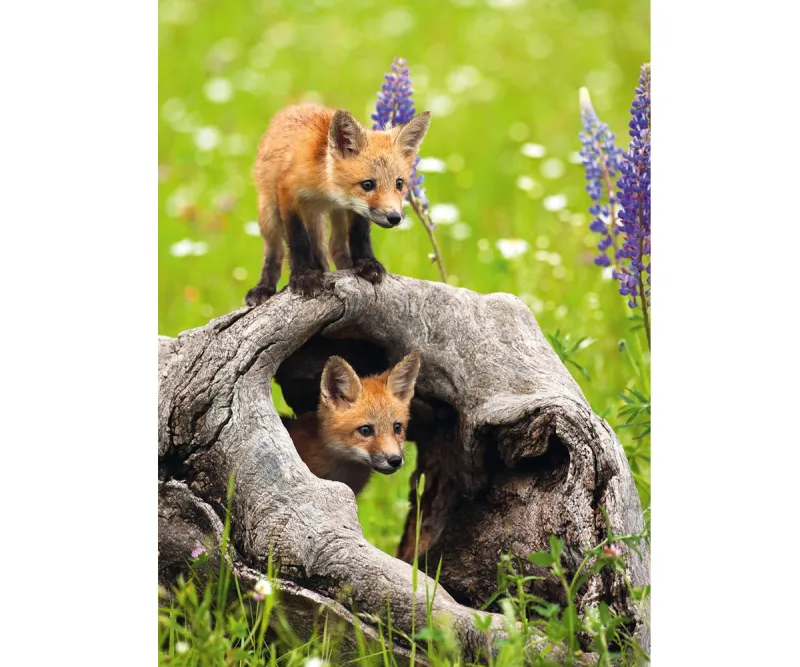 Пъзел Ravensburger 12000871 Любопитни лисички, 300 части XXL