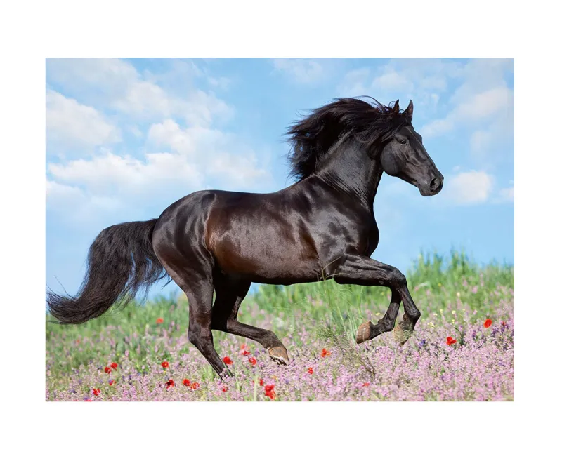 Пъзел XXL Ravensburger Красив кон, 200 части